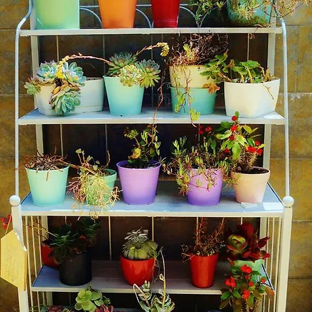 아파트 Mi Patio 또레비에하